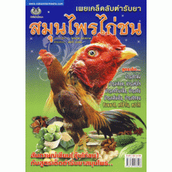 เผยความลับตำรับยาสมุนไพรไก่ชน